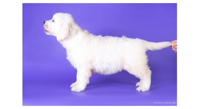 Щенки папийона (папильона) в питомнике Бон Плезир Щенки папийона (папильона) в питомнике Бон Плезир