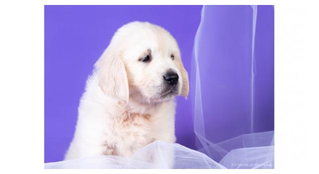 Щенки папийона (папильона) в питомнике Бон Плезир Щенки папийона (папильона) в питомнике Бон Плезир