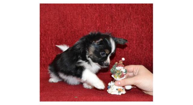 Щенки папийона (папильона) в питомнике Бон Плезир Щенки папийона (папильона) в питомнике Бон Плезир