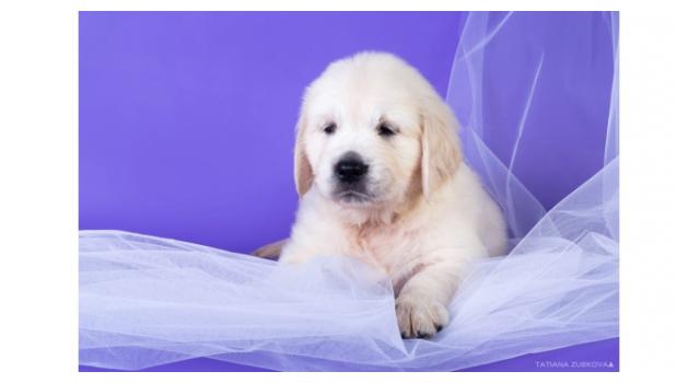 Щенки папийона (папильона) в питомнике Бон Плезир Щенки папийона (папильона) в питомнике Бон Плезир