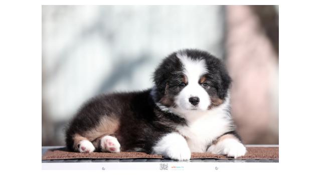Щенки папийона (папильона) в питомнике Бон Плезир Щенки папийона (папильона) в питомнике Бон Плезир