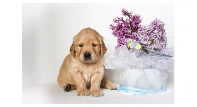 Щенки папийона (папильона) в питомнике Бон Плезир Щенки папийона (папильона) в питомнике Бон Плезир