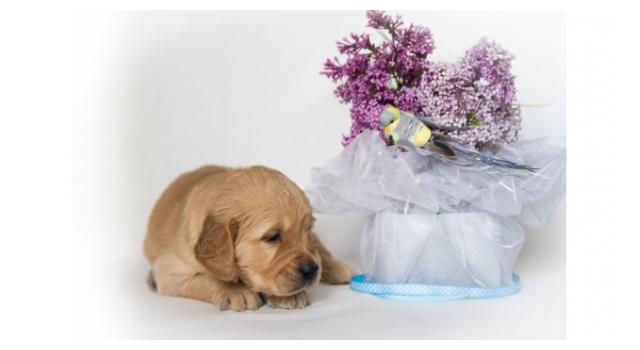 Щенки папийона (папильона) в питомнике Бон Плезир Щенки папийона (папильона) в питомнике Бон Плезир