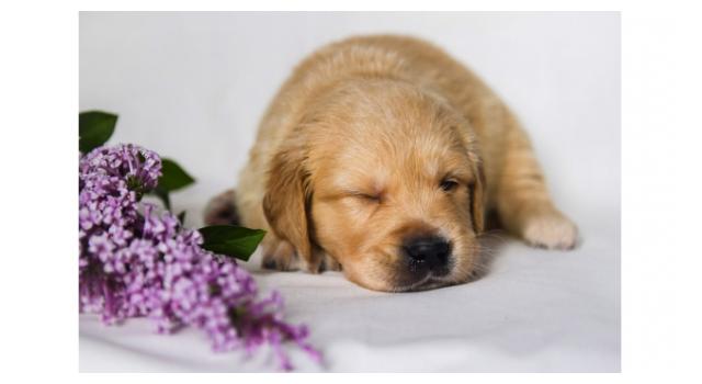 Щенки папийона (папильона) в питомнике Бон Плезир Щенки папийона (папильона) в питомнике Бон Плезир