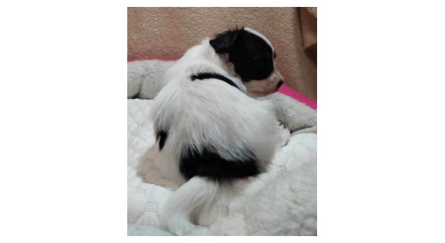 Щенки папийона (папильона) в питомнике Бон Плезир Щенки папийона (папильона) в питомнике Бон Плезир