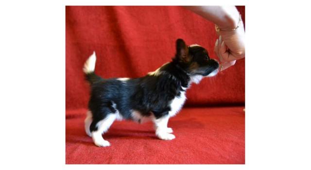 Щенки папийона (папильона) в питомнике Бон Плезир Щенки папийона (папильона) в питомнике Бон Плезир