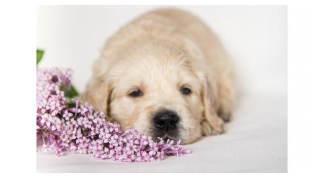 Щенки папийона (папильона) в питомнике Бон Плезир Щенки папийона (папильона) в питомнике Бон Плезир