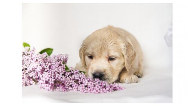 Щенки папийона (папильона) в питомнике Бон Плезир Щенки папийона (папильона) в питомнике Бон Плезир