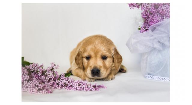 Щенки папийона (папильона) в питомнике Бон Плезир Щенки папийона (папильона) в питомнике Бон Плезир