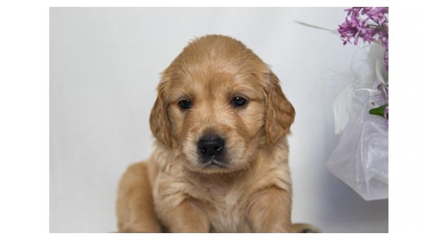 Щенки папийона (папильона) в питомнике Бон Плезир Щенки папийона (папильона) в питомнике Бон Плезир