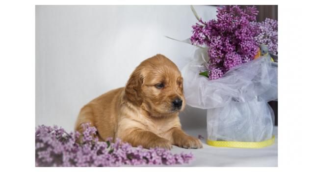 Щенки папийона (папильона) в питомнике Бон Плезир Щенки папийона (папильона) в питомнике Бон Плезир