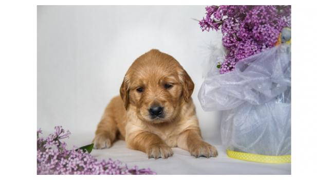 Щенки папийона (папильона) в питомнике Бон Плезир Щенки папийона (папильона) в питомнике Бон Плезир