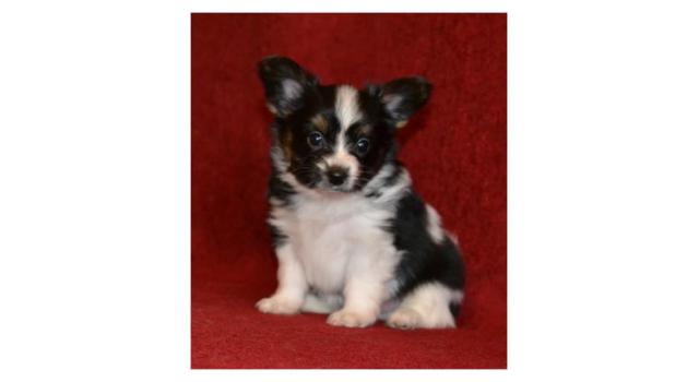 Щенки папийона (папильона) в питомнике Бон Плезир Щенки папийона (папильона) в питомнике Бон Плезир