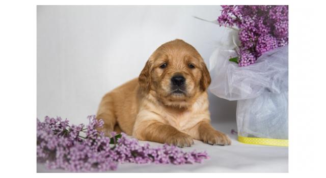 Щенки папийона (папильона) в питомнике Бон Плезир Щенки папийона (папильона) в питомнике Бон Плезир