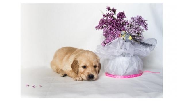 Щенки папийона (папильона) в питомнике Бон Плезир Щенки папийона (папильона) в питомнике Бон Плезир