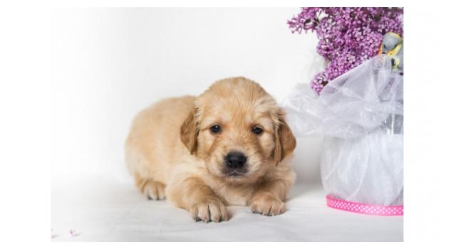 Щенки папийона (папильона) в питомнике Бон Плезир Щенки папийона (папильона) в питомнике Бон Плезир