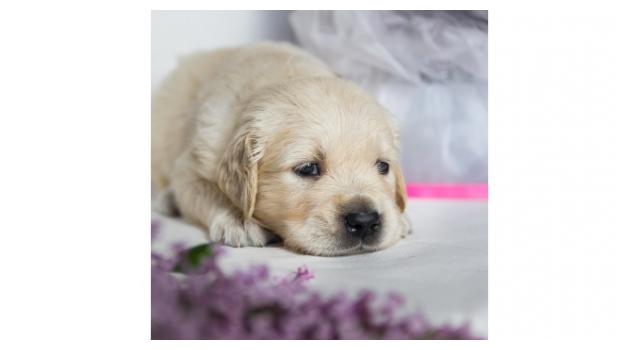 Щенки папийона (папильона) в питомнике Бон Плезир Щенки папийона (папильона) в питомнике Бон Плезир