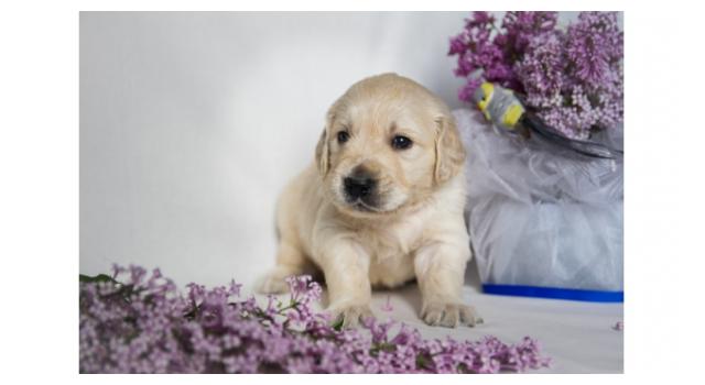 Щенки папийона (папильона) в питомнике Бон Плезир Щенки папийона (папильона) в питомнике Бон Плезир