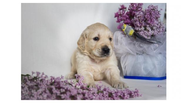 Щенки папийона (папильона) в питомнике Бон Плезир Щенки папийона (папильона) в питомнике Бон Плезир