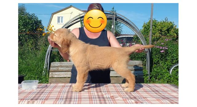 Щенки папийона (папильона) в питомнике Бон Плезир Щенки папийона (папильона) в питомнике Бон Плезир