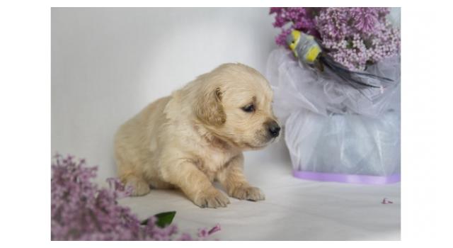 Щенки папийона (папильона) в питомнике Бон Плезир Щенки папийона (папильона) в питомнике Бон Плезир