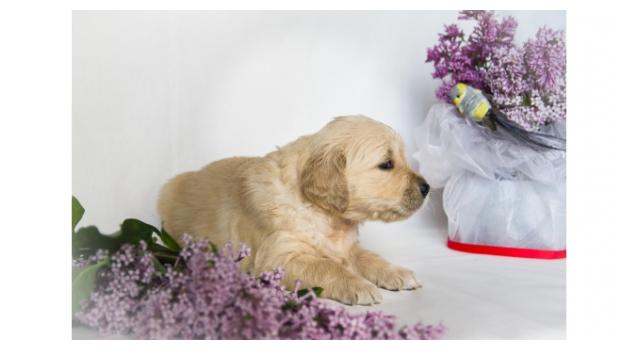 Щенки папийона (папильона) в питомнике Бон Плезир Щенки папийона (папильона) в питомнике Бон Плезир