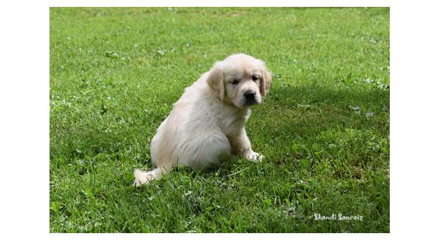 Щенки папийона (папильона) в питомнике Бон Плезир Щенки папийона (папильона) в питомнике Бон Плезир