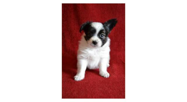 Щенки папийона (папильона) в питомнике Бон Плезир Щенки папийона (папильона) в питомнике Бон Плезир