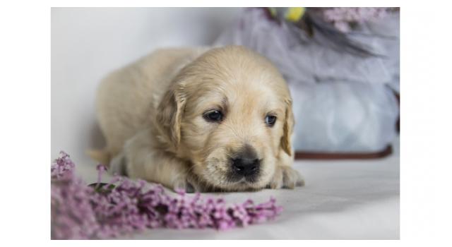 Щенки папийона (папильона) в питомнике Бон Плезир Щенки папийона (папильона) в питомнике Бон Плезир