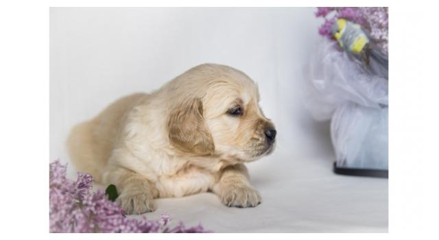 Щенки папийона (папильона) в питомнике Бон Плезир Щенки папийона (папильона) в питомнике Бон Плезир