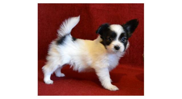 Щенки папийона (папильона) в питомнике Бон Плезир Щенки папийона (папильона) в питомнике Бон Плезир