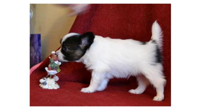 Щенки папийона (папильона) в питомнике Бон Плезир Щенки папийона (папильона) в питомнике Бон Плезир