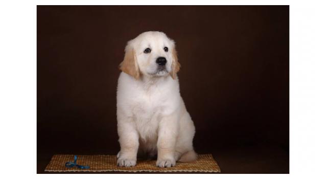 Щенки папийона (папильона) в питомнике Бон Плезир Щенки папийона (папильона) в питомнике Бон Плезир