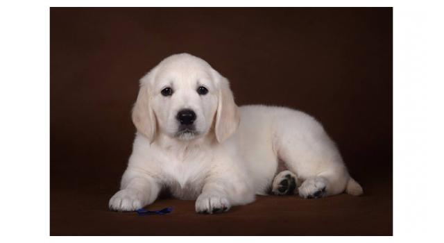 Щенки папийона (папильона) в питомнике Бон Плезир Щенки папийона (папильона) в питомнике Бон Плезир