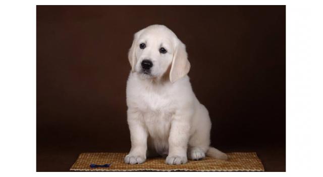 Щенки папийона (папильона) в питомнике Бон Плезир Щенки папийона (папильона) в питомнике Бон Плезир