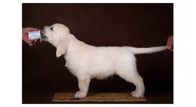 Щенки папийона (папильона) в питомнике Бон Плезир Щенки папийона (папильона) в питомнике Бон Плезир