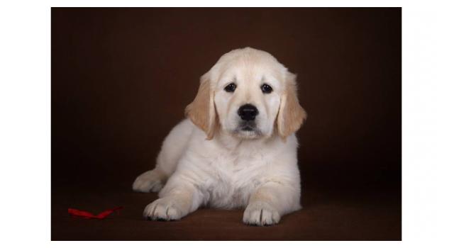 Щенки папийона (папильона) в питомнике Бон Плезир Щенки папийона (папильона) в питомнике Бон Плезир