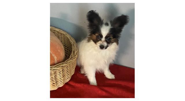 Щенки папийона (папильона) в питомнике Бон Плезир Щенки папийона (папильона) в питомнике Бон Плезир