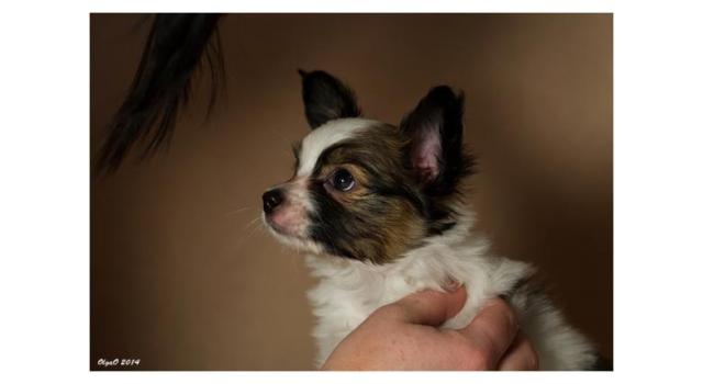 Щенки папийона (папильона) в питомнике Бон Плезир Щенки папийона (папильона) в питомнике Бон Плезир