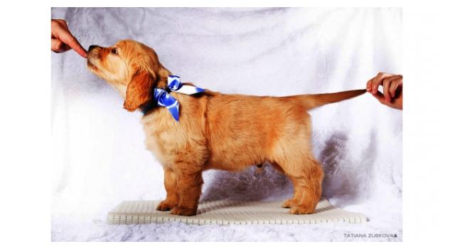 Щенки папийона (папильона) в питомнике Бон Плезир Щенки папийона (папильона) в питомнике Бон Плезир