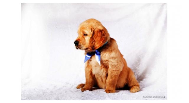 Щенки папийона (папильона) в питомнике Бон Плезир Щенки папийона (папильона) в питомнике Бон Плезир