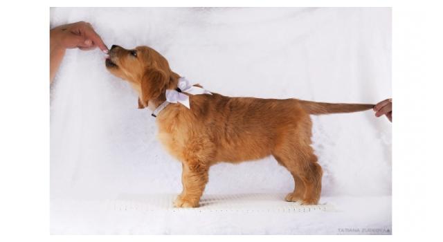 Щенки папийона (папильона) в питомнике Бон Плезир Щенки папийона (папильона) в питомнике Бон Плезир