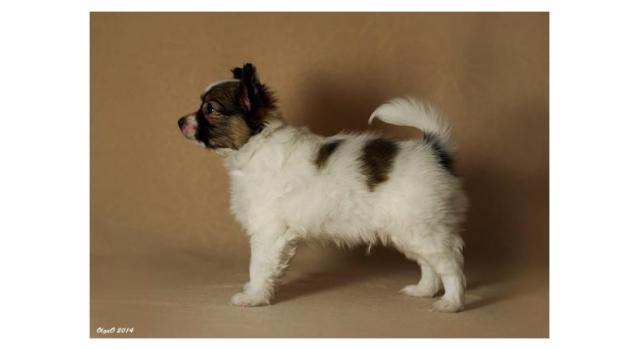 Щенки папийона (папильона) в питомнике Бон Плезир Щенки папийона (папильона) в питомнике Бон Плезир