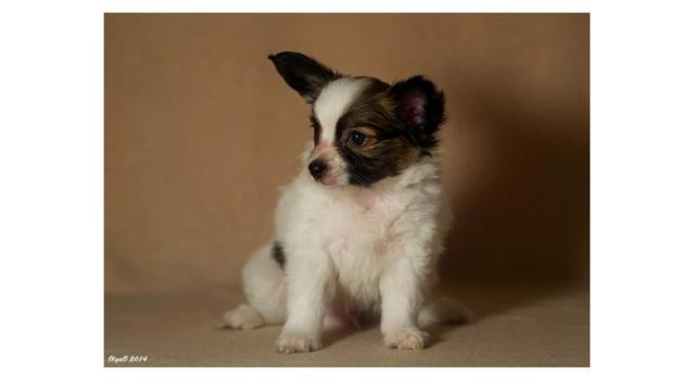Щенки папийона (папильона) в питомнике Бон Плезир Щенки папийона (папильона) в питомнике Бон Плезир