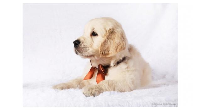 Щенки папийона (папильона) в питомнике Бон Плезир Щенки папийона (папильона) в питомнике Бон Плезир