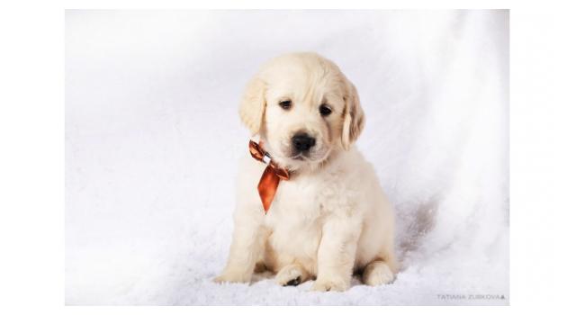 Щенки папийона (папильона) в питомнике Бон Плезир Щенки папийона (папильона) в питомнике Бон Плезир