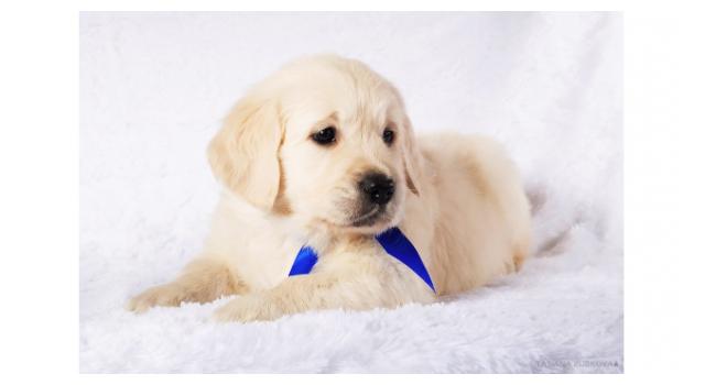 Щенки папийона (папильона) в питомнике Бон Плезир Щенки папийона (папильона) в питомнике Бон Плезир