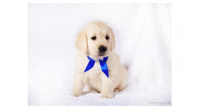 Щенки папийона (папильона) в питомнике Бон Плезир Щенки папийона (папильона) в питомнике Бон Плезир