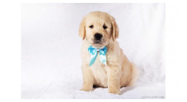 Щенки папийона (папильона) в питомнике Бон Плезир Щенки папийона (папильона) в питомнике Бон Плезир