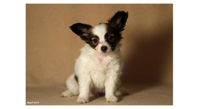 Щенки папийона (папильона) в питомнике Бон Плезир Щенки папийона (папильона) в питомнике Бон Плезир